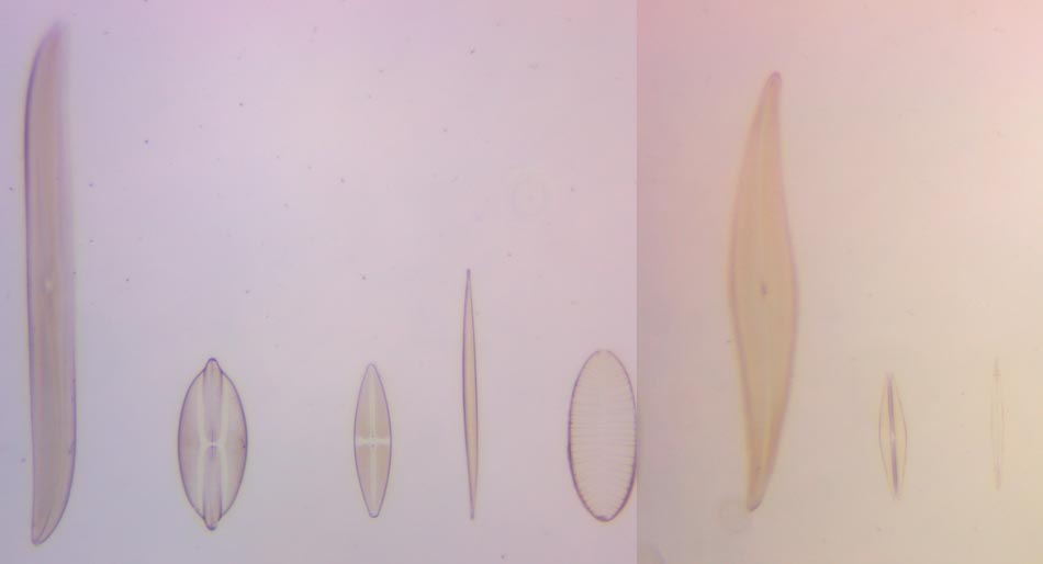 Carolina Biologicial diatom test slide at 20x brightfield